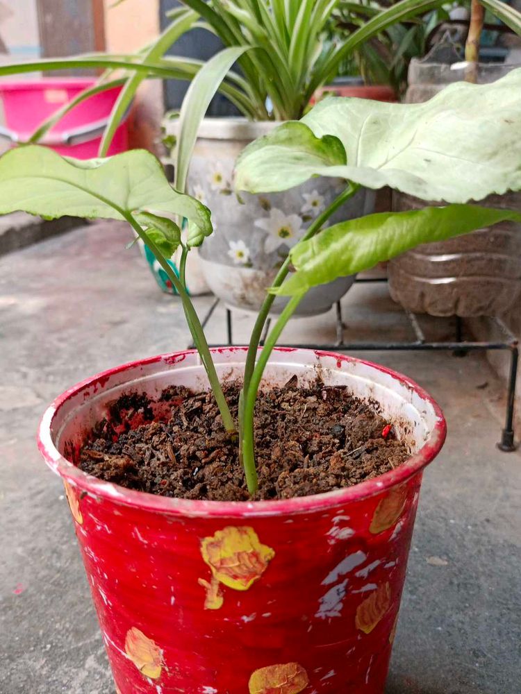 Healthy Green Singonium Potted Plant