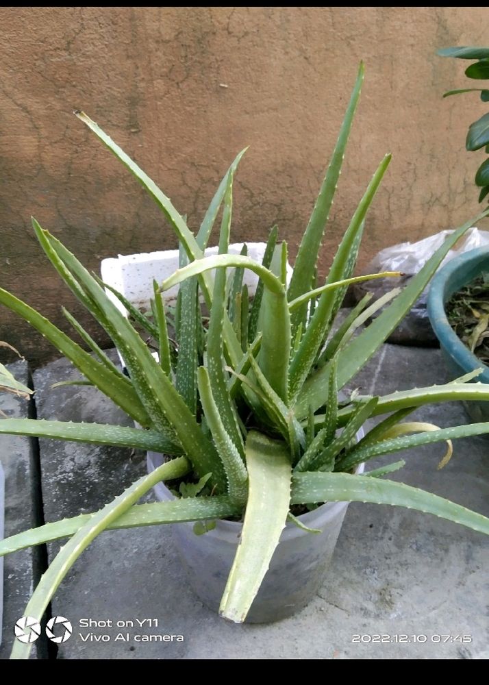 Aloe Vera Plant