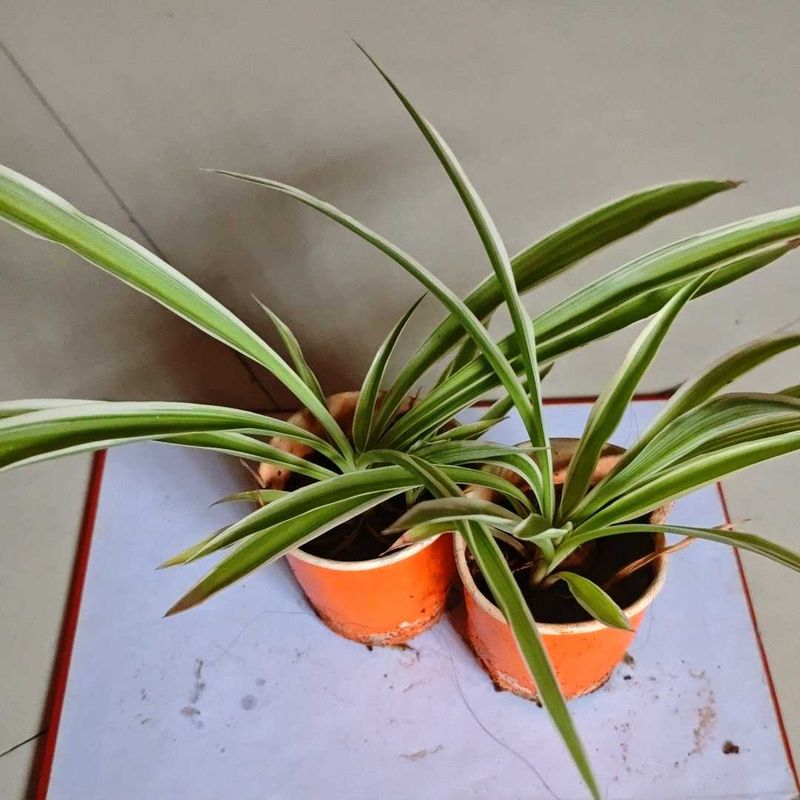 Set of Two Spider Plants Saplings
