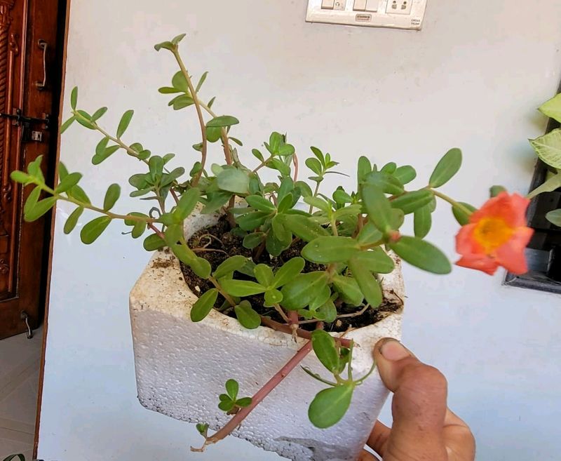 Portulaca grandiflora plant &amp; Pot