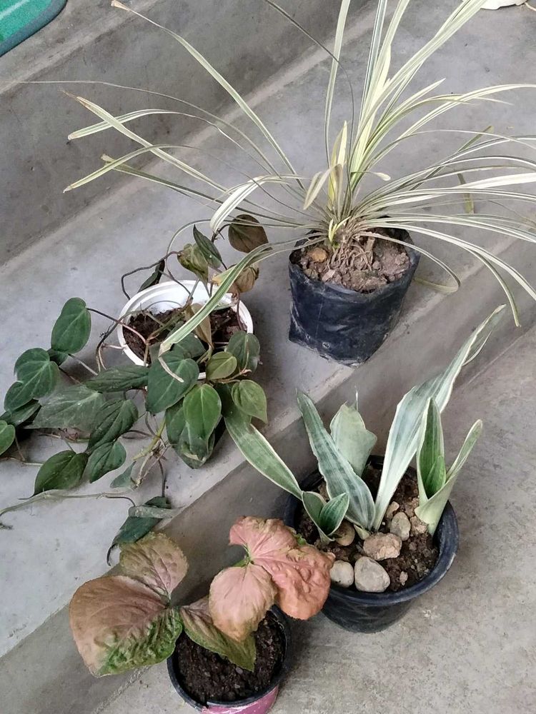 Mix Plants Offer