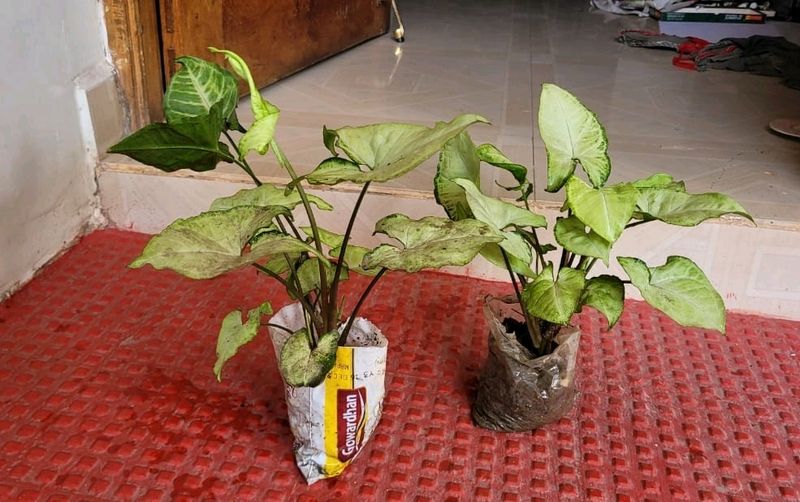 Pack 2 Arrowhead Plants