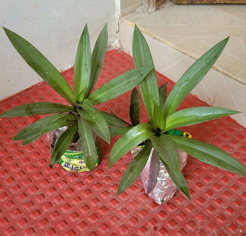 Combo Moses in Plan Cradle Plant