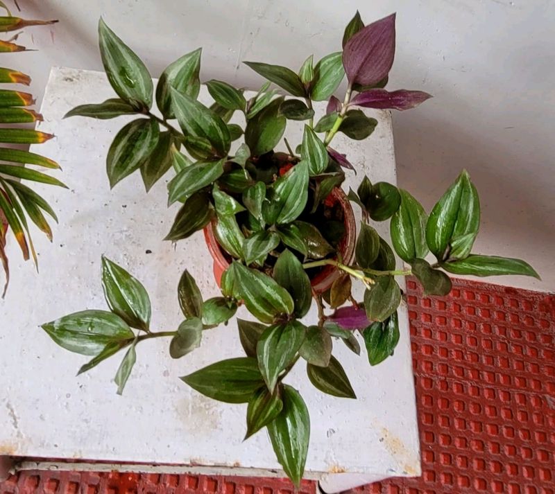 Tradescantia zebrina Plant 🌵 &amp; Pot