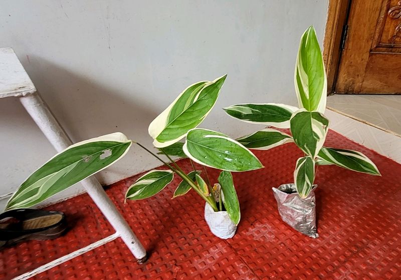 Pack 2 Evergreen Ctenanthe pilosa.. Plan