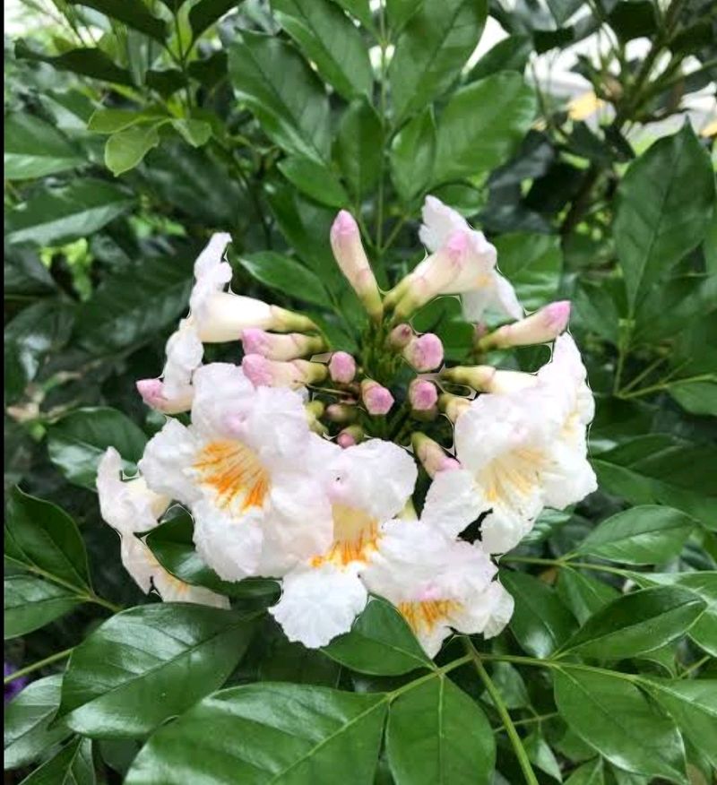 China Doll / Redermachera Plant