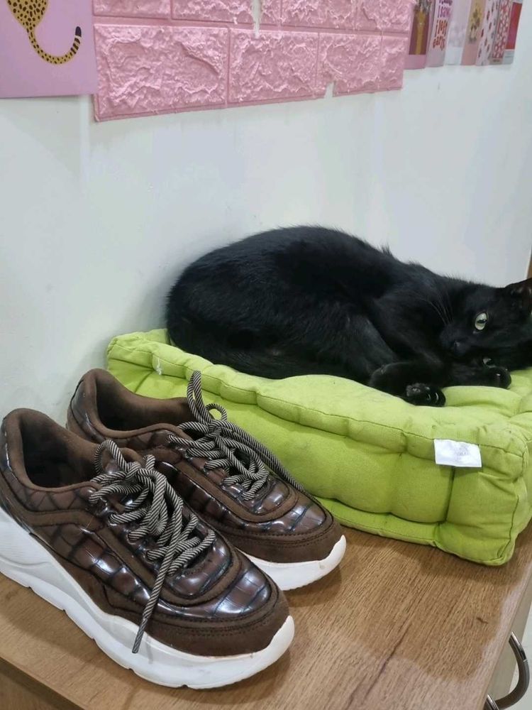 New Catwalk Brown Sneakers UK 3, Eu 36. 22 Cms