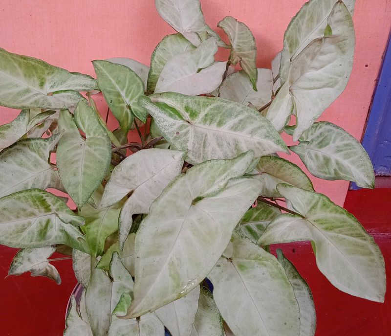 MoneyPlant Nursery