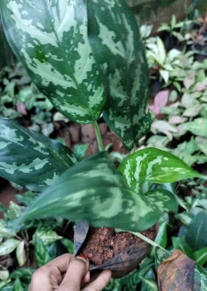 Aglaonema Plant