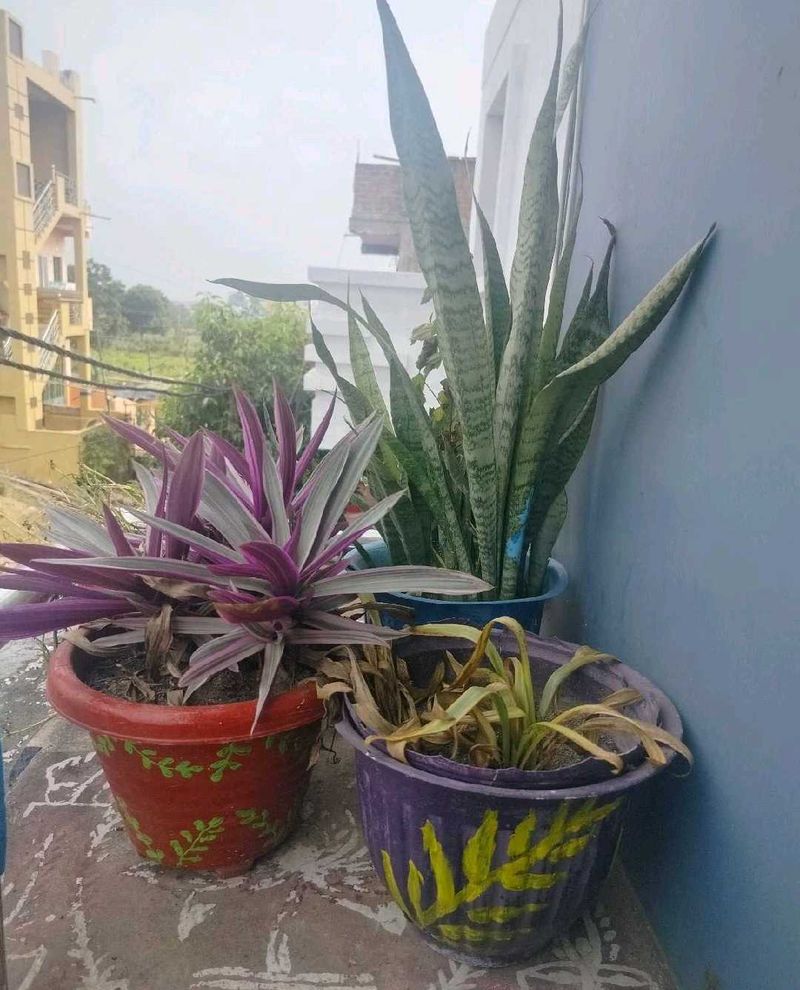 Buy snake plant