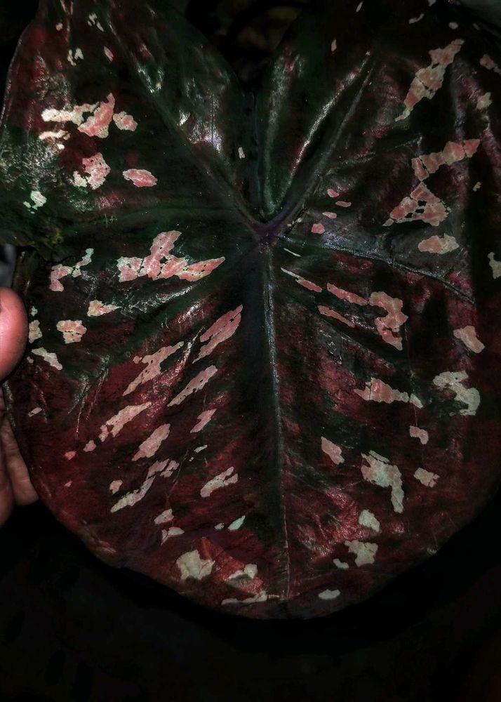Thai variety caladium