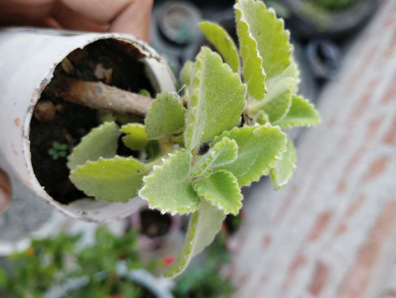 2 Plant With Root