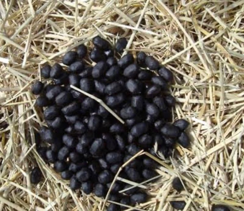 Organic Goat Manure For Plants