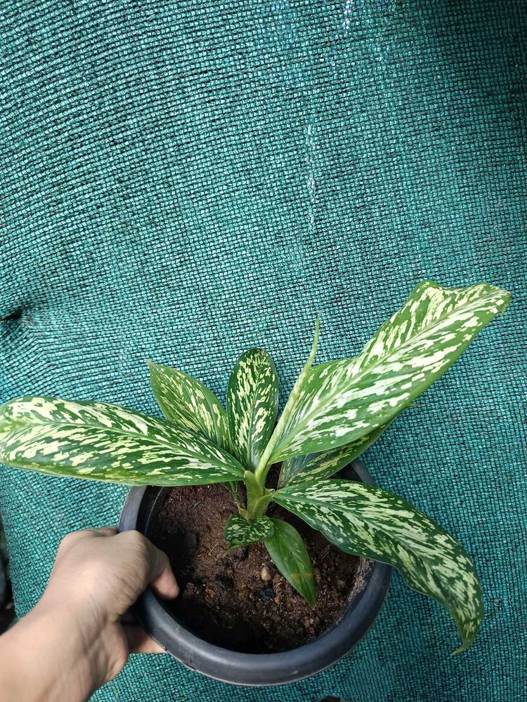 Dieffenbachia White Etna Plant