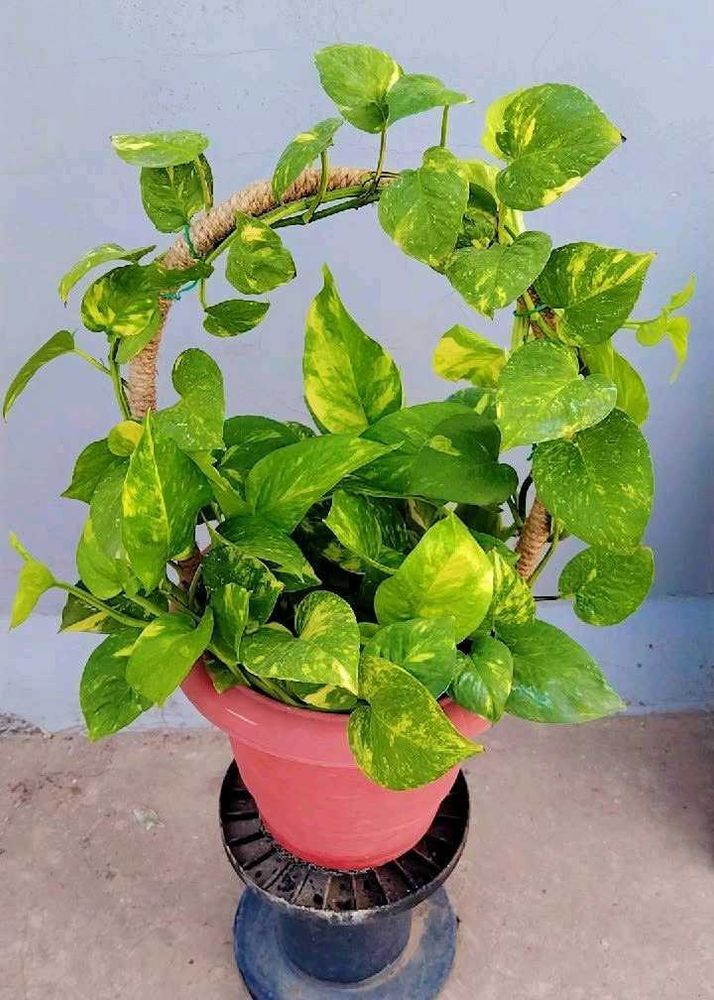 Moneyplant pothos green