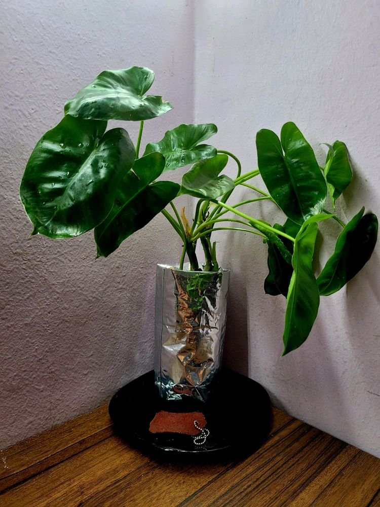 Philodendron Burle Marx (L)