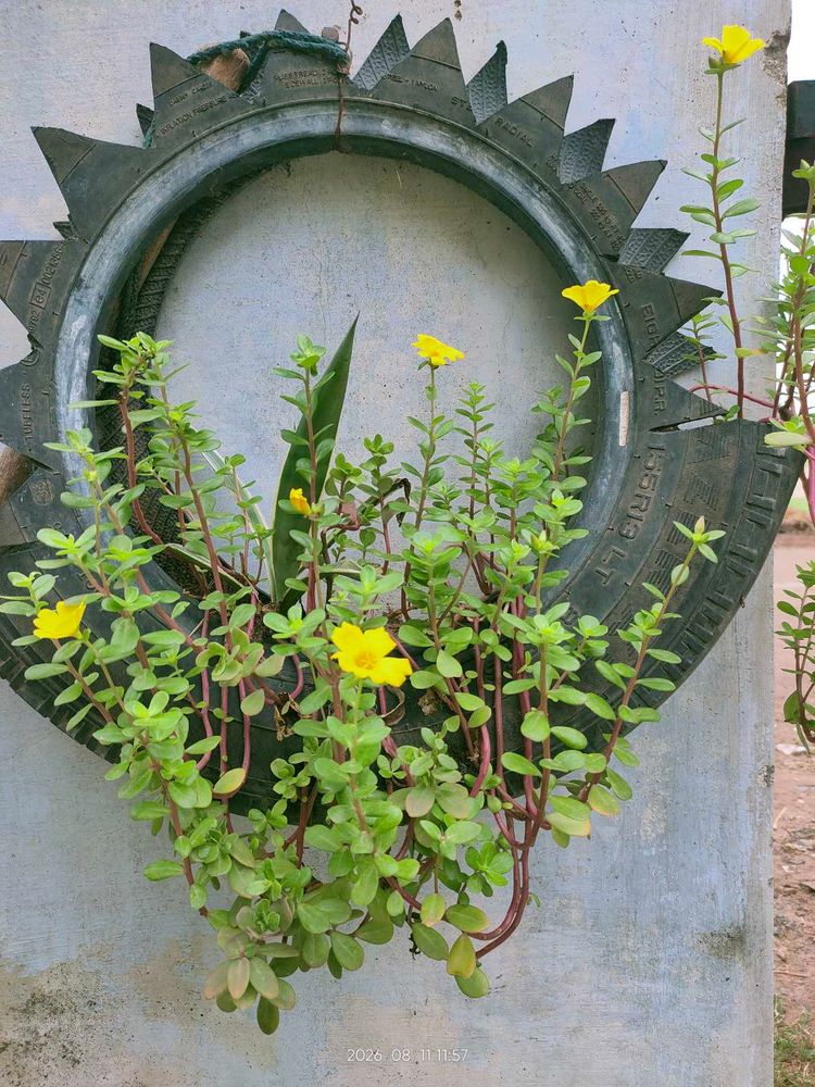 plants