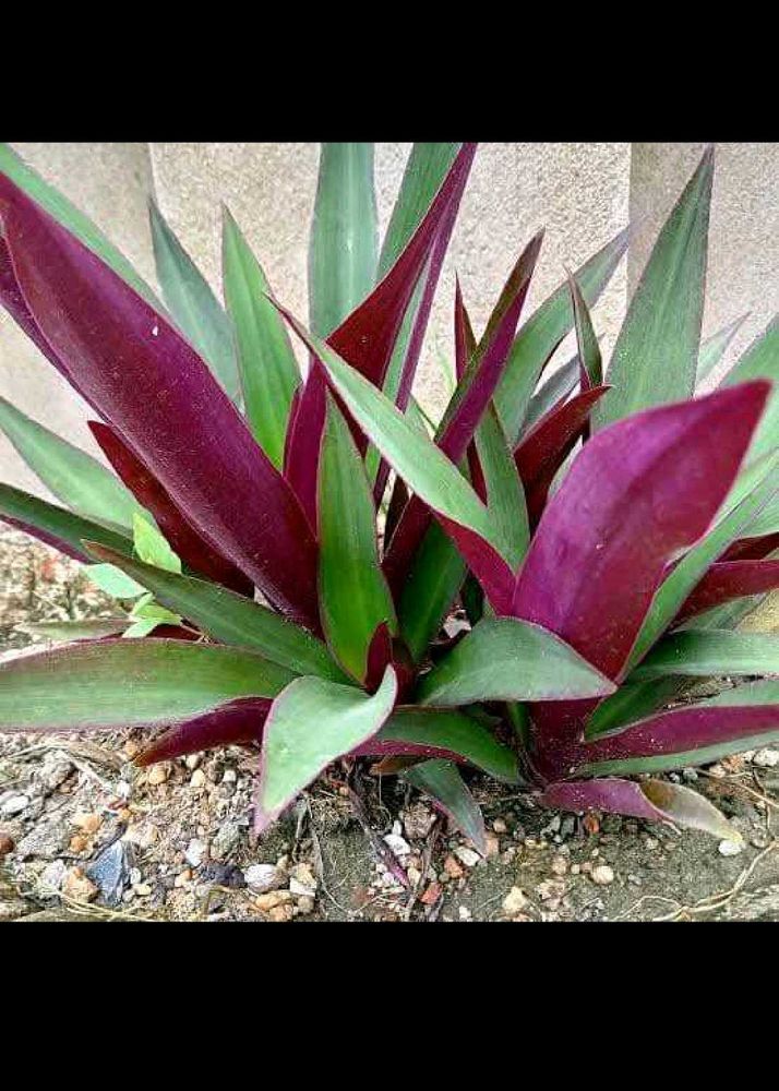 Rhoeo Plant