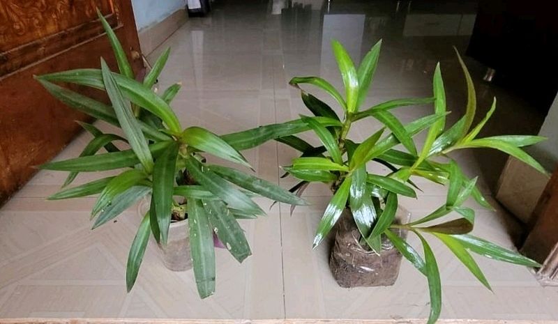 Pack 2 Moses in the Cradle Plants 🪴&amp; Pot