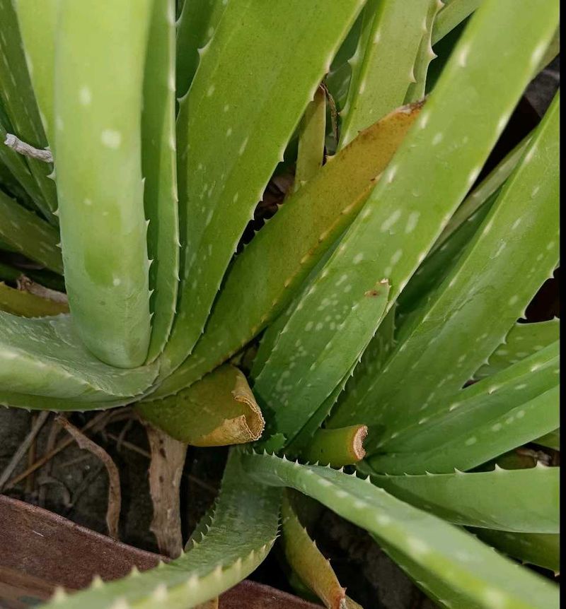 Healthy Aloe Vera Plant