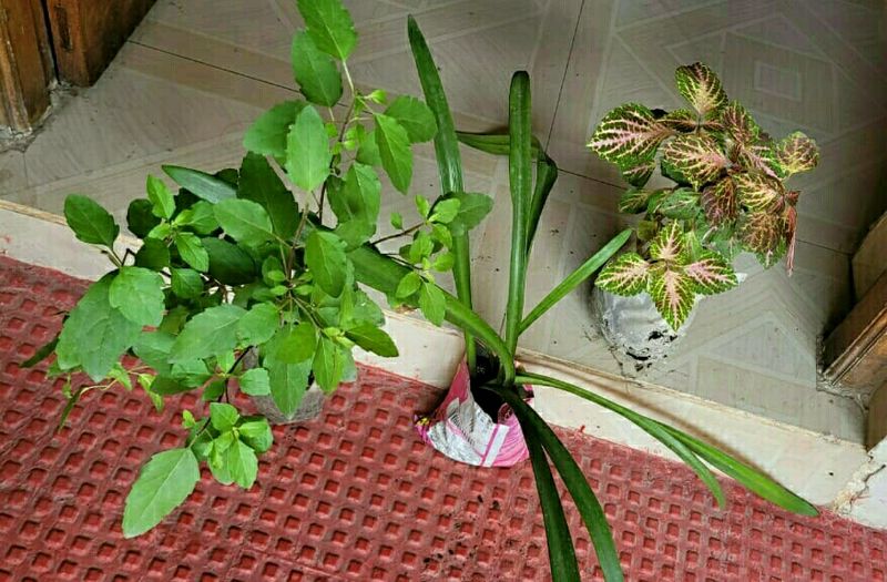 3 set  Colues &amp;Tulasi &amp; Lilly Plants