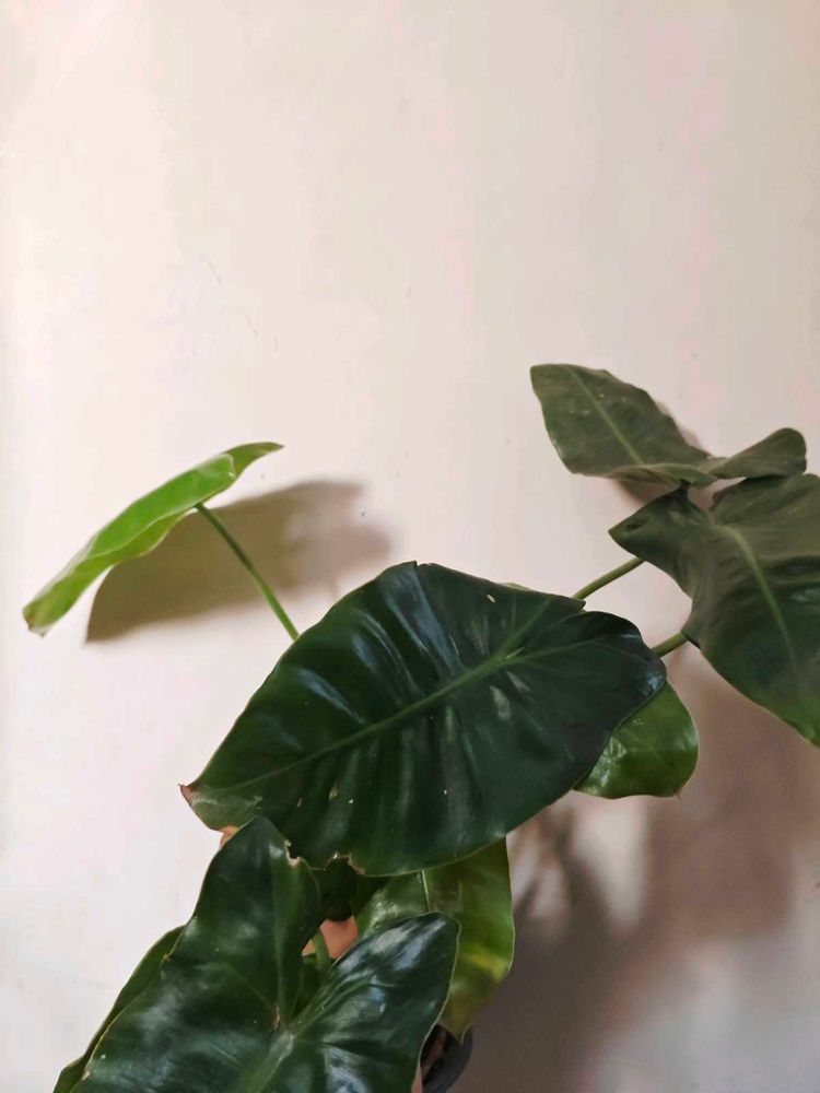 Philodendron Burle Marx [M]