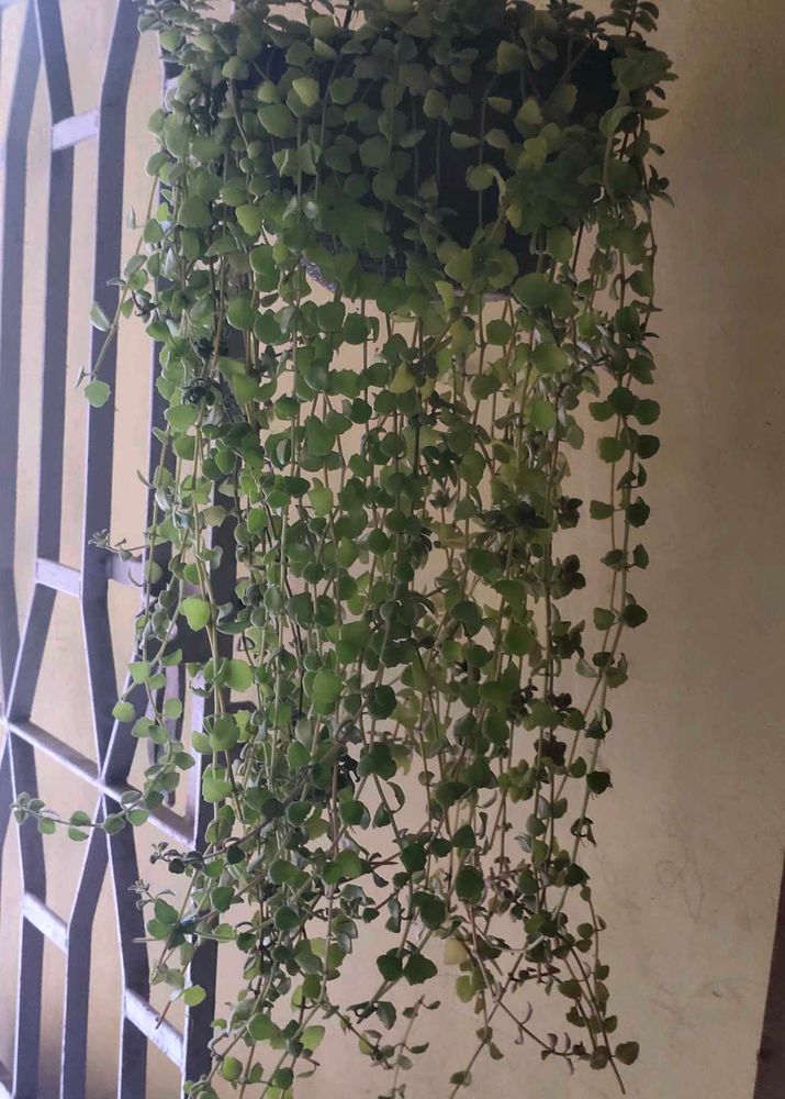Cascading Hanging Plant 🌿 with free 🎁