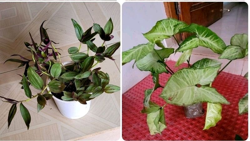 Set 2 Arrowhead &amp; Zabronics PLANT &amp; POT