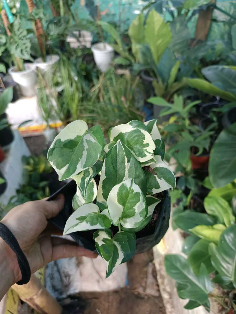 Money Plant N' Joy