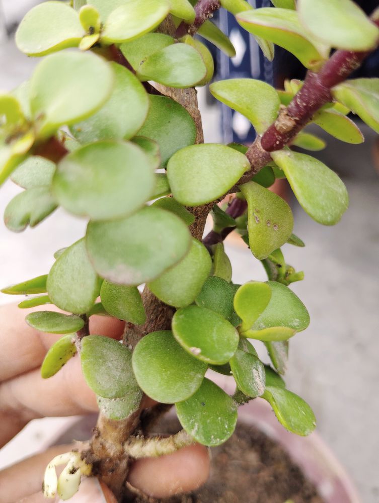 1Jade &amp; Leaf Plant