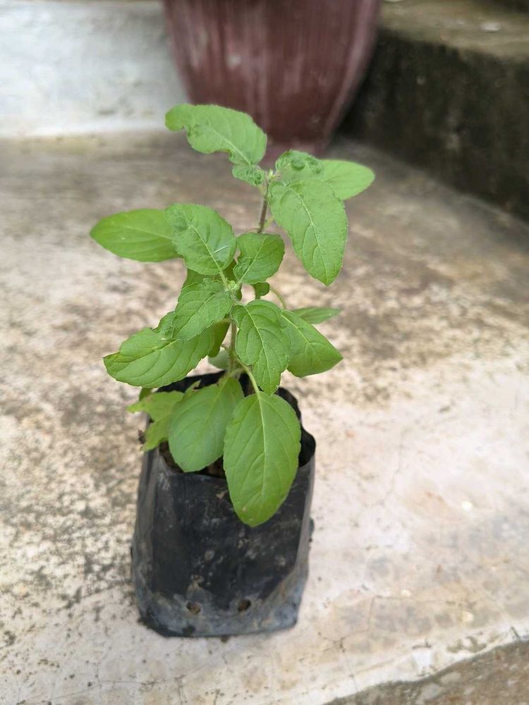 Live Tulsi Plant - Holy Basil