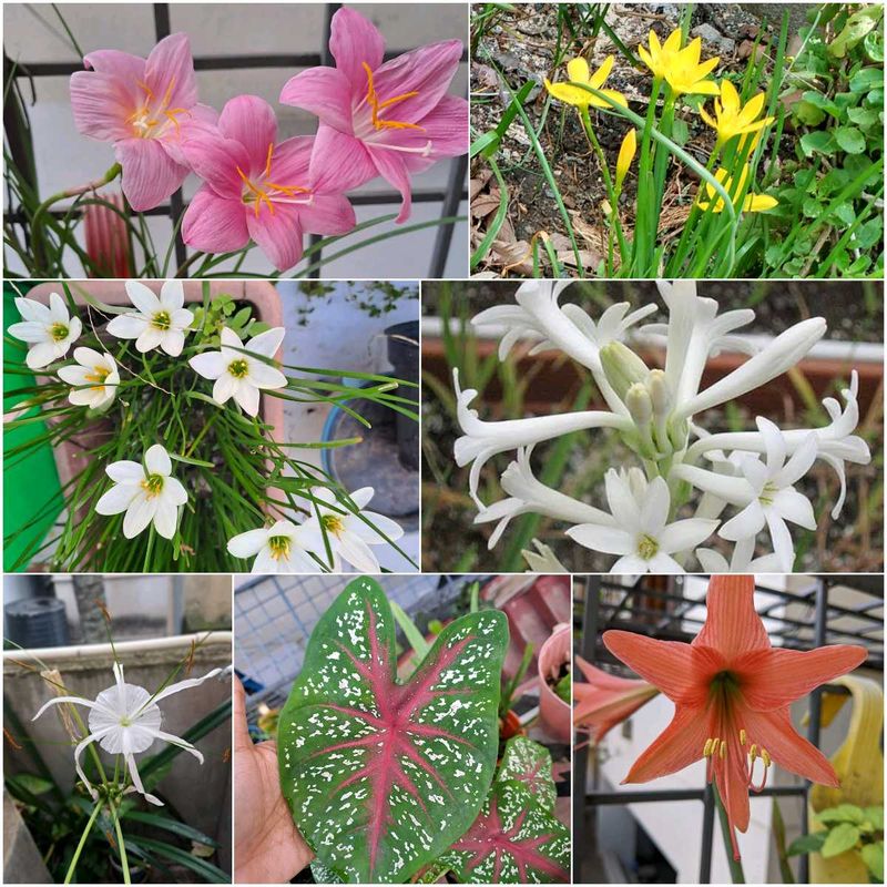 Bulb flower package