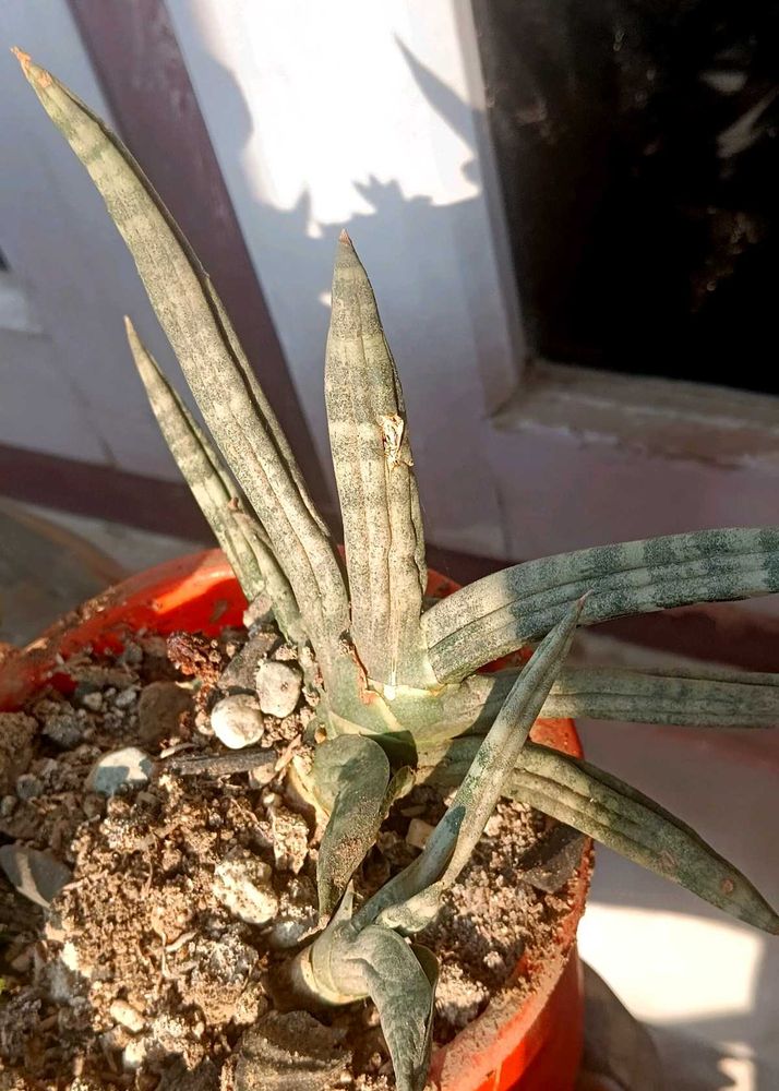 boncel snake plant ( sensiveria)