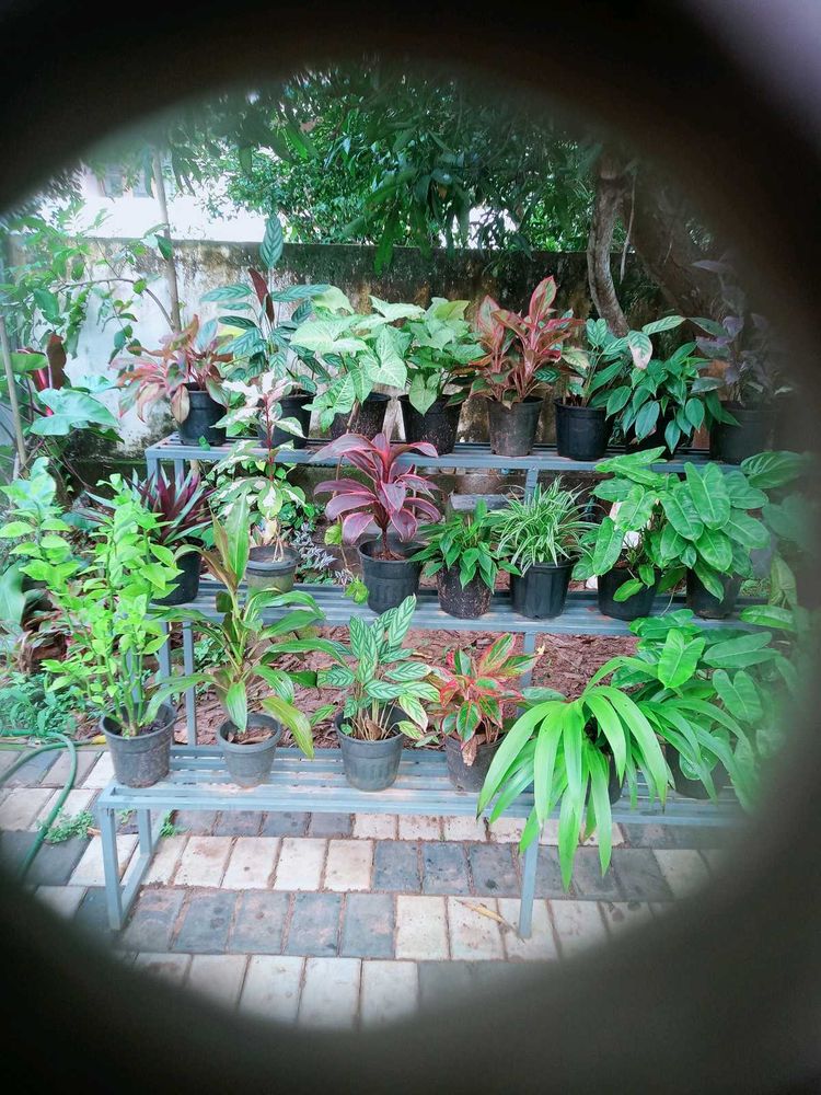10 live root plants