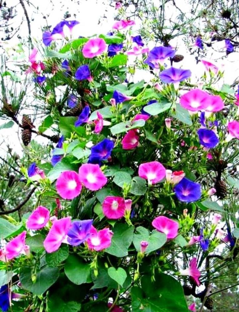 Vibrant Morning Glory Vine (SEEDS ONLY)