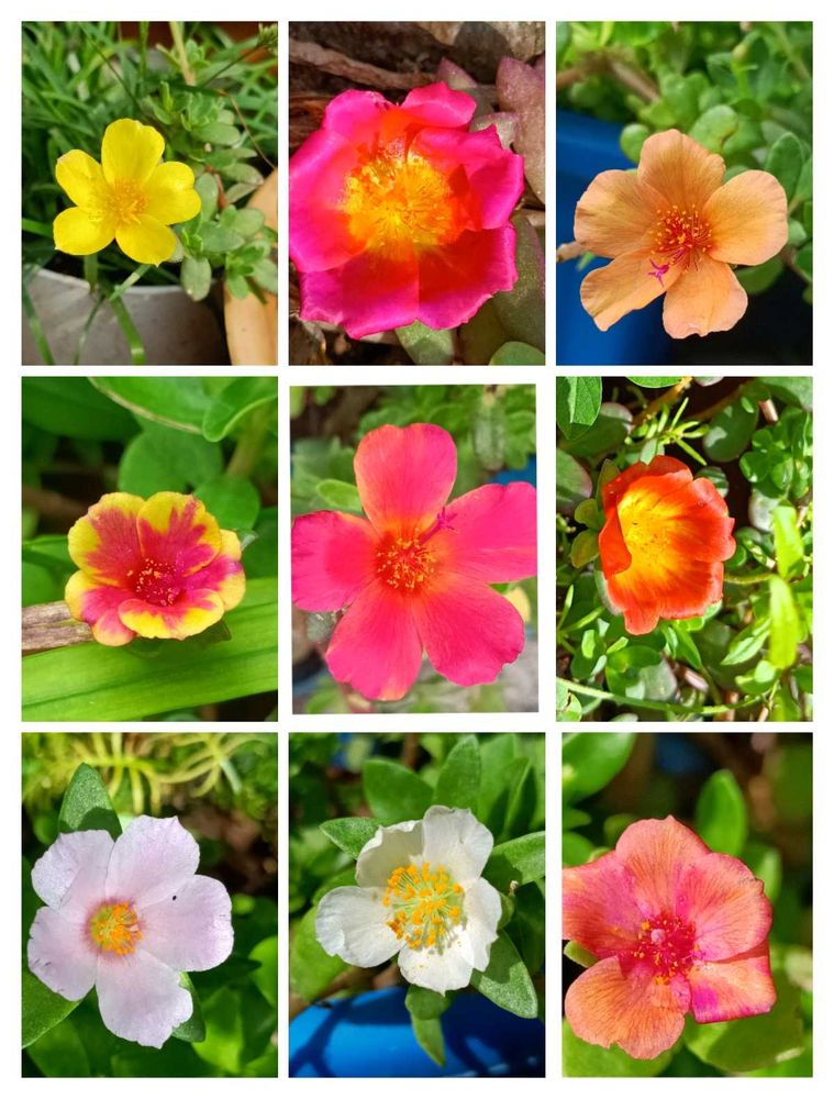 Portulaca , Moss Rose &amp; Cindrella Cuttings