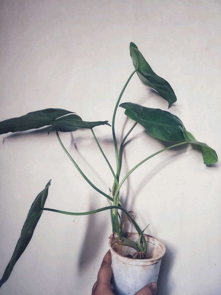 Burle Marx Philodendron Healthy Green Plant