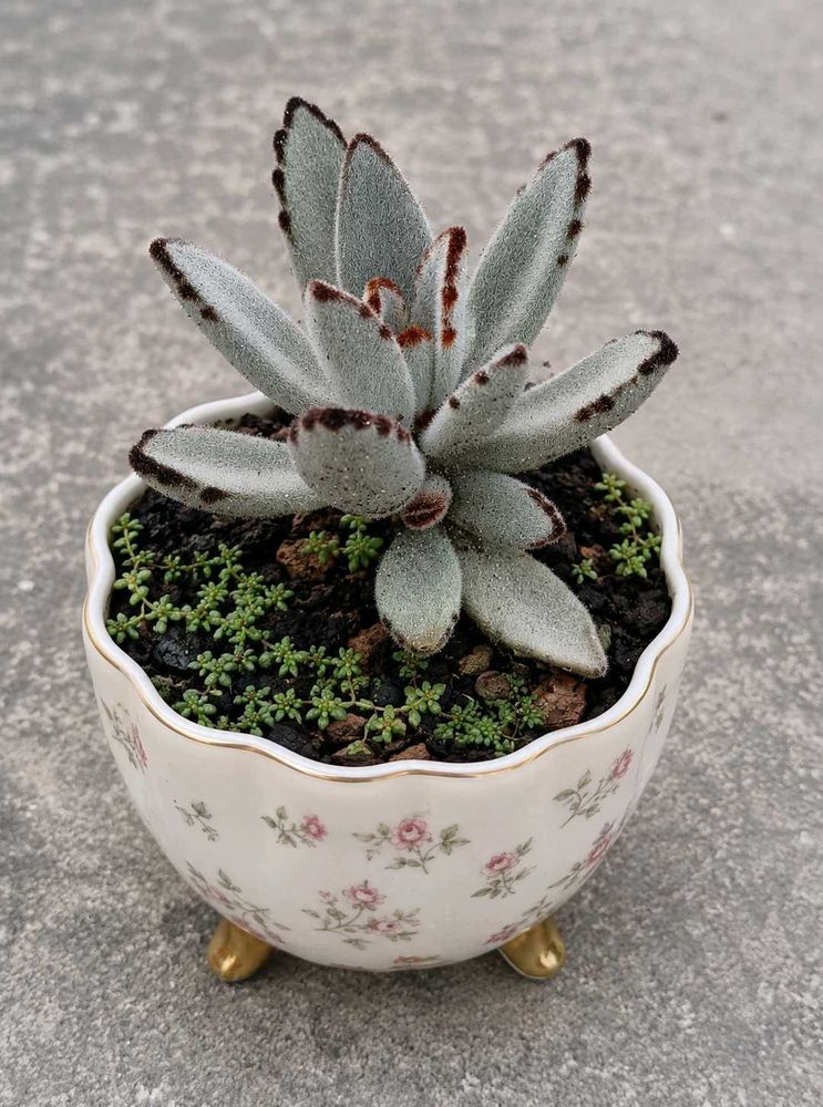 Adorable Panda Plant Succulent