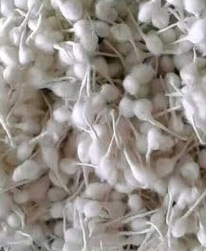 Cotton Wicks for Diya