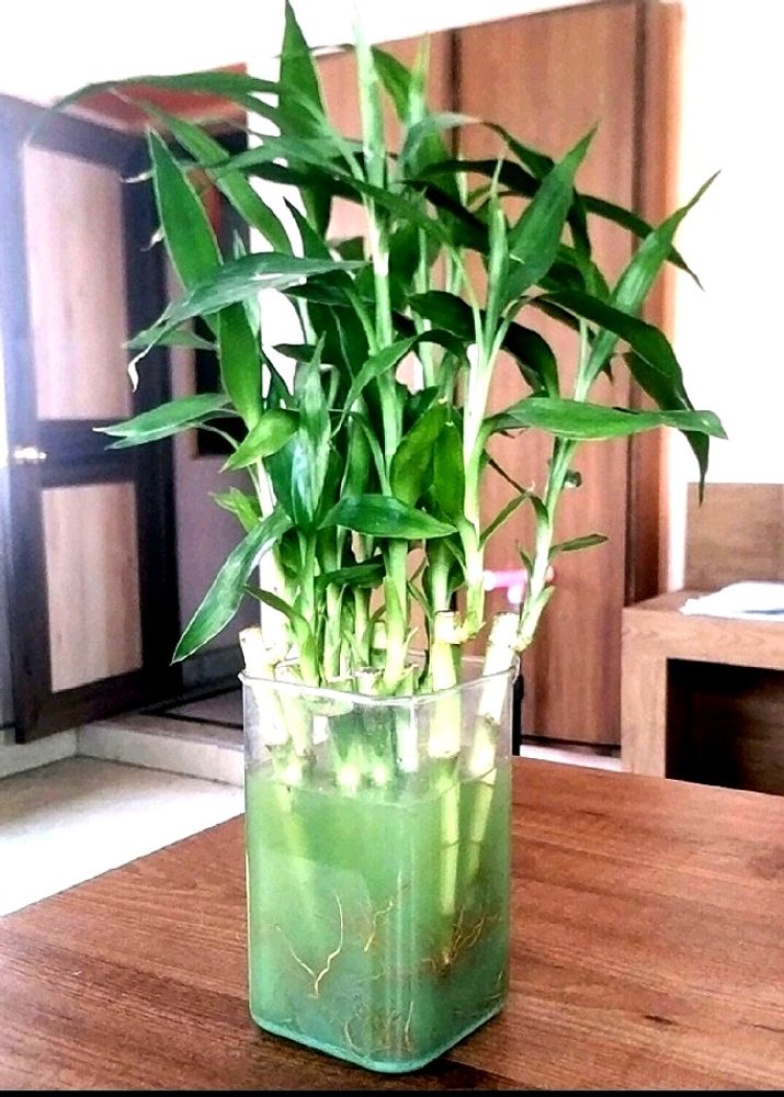 Bamboo Plant