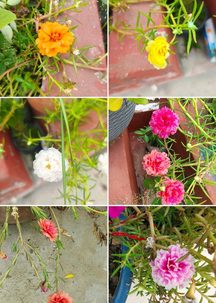 Vibrant Portulaca Flower Plants