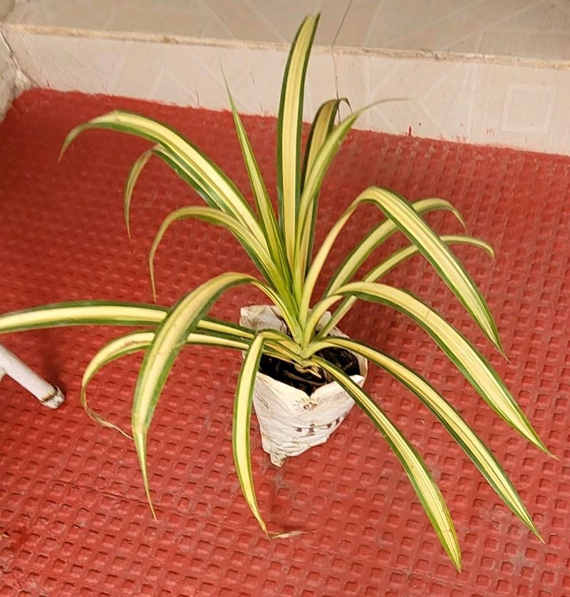 Pandanus veitchii Plant 🪴