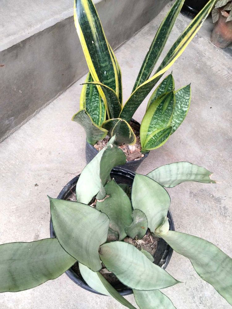 Snake Plants (Sansevieria)