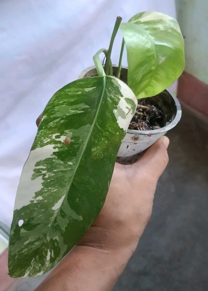 epipremnum pinnatum albo plant