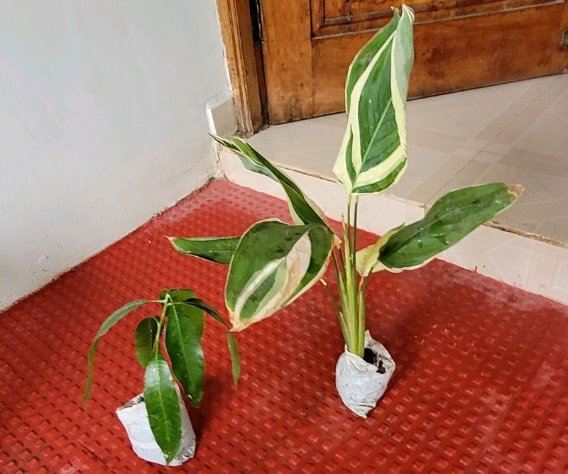 Pack 2 Big Mango &amp; NeverNever 🥭 Plant 🪴