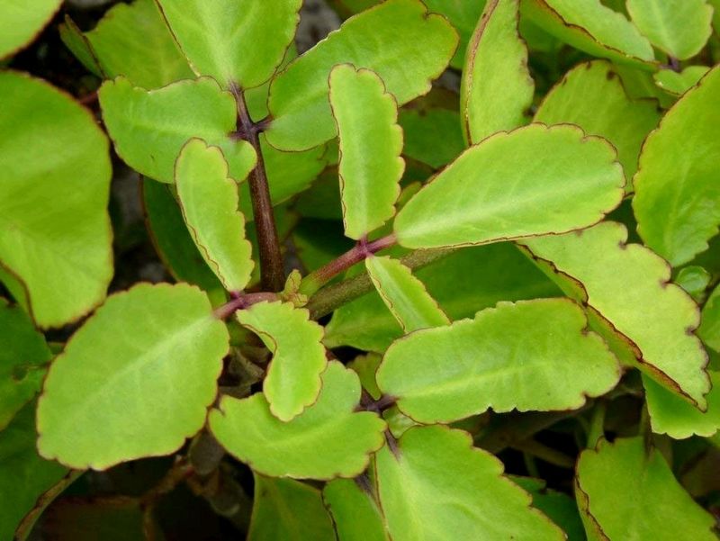Patharchata Baby Plant Kidney Stones(fem)remover