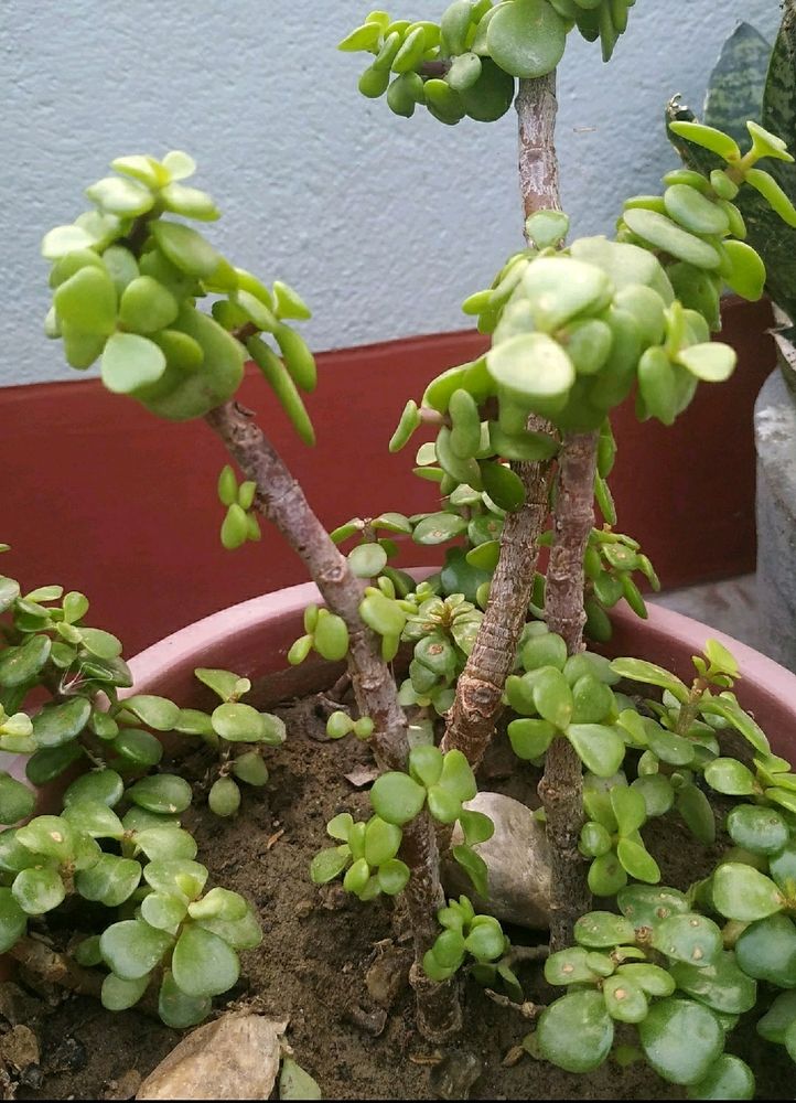 3 Jade Bonsai Plant