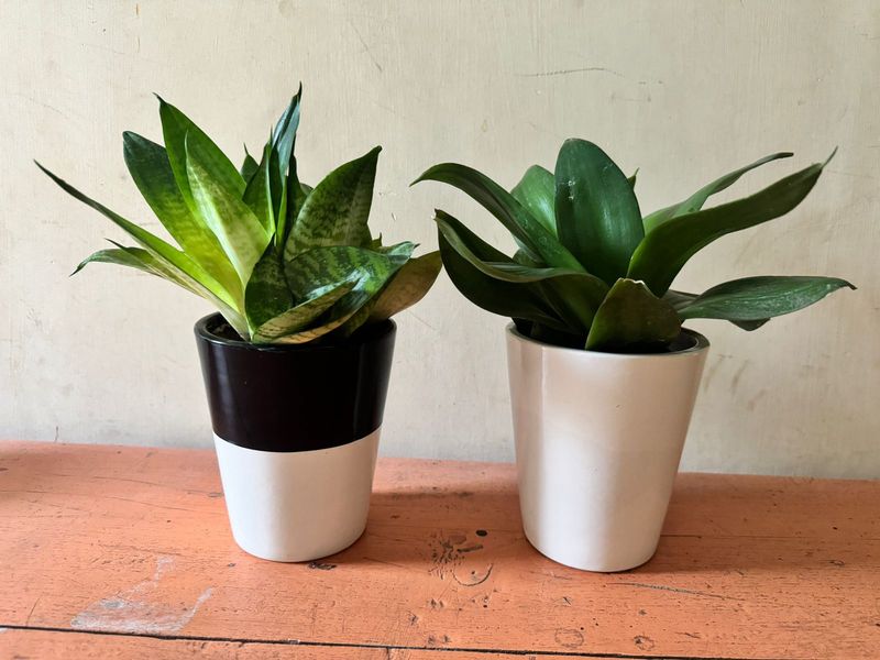 Ceramic White Planter