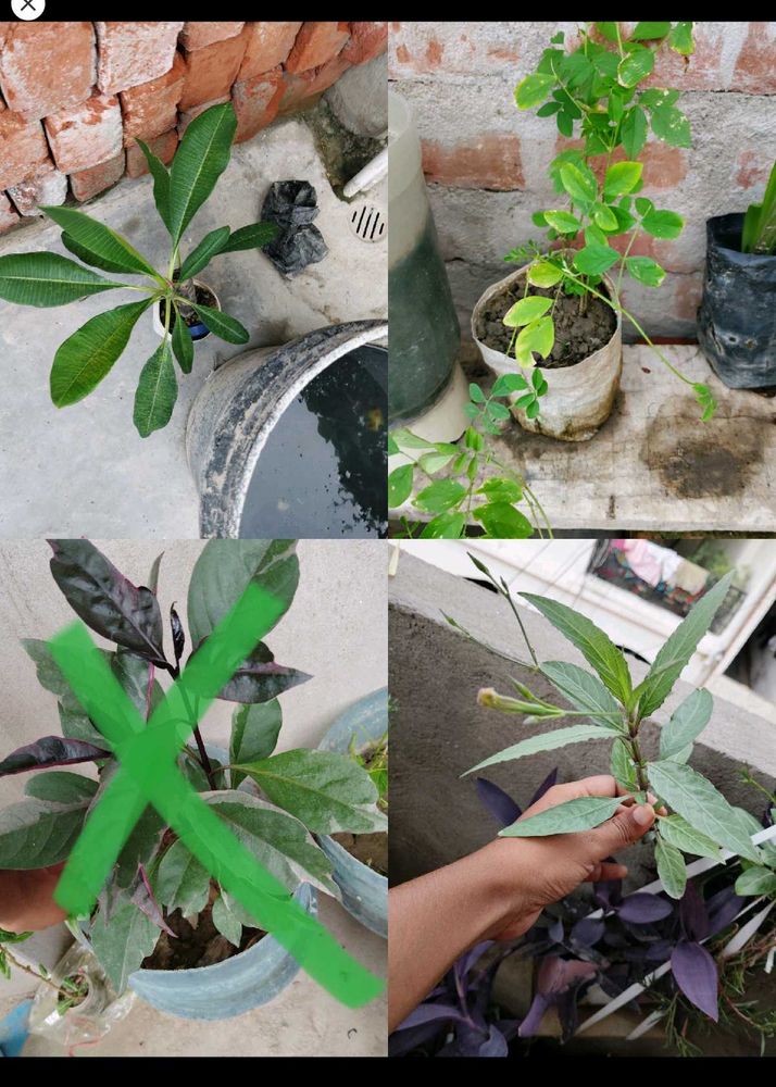 15 Plant Combo