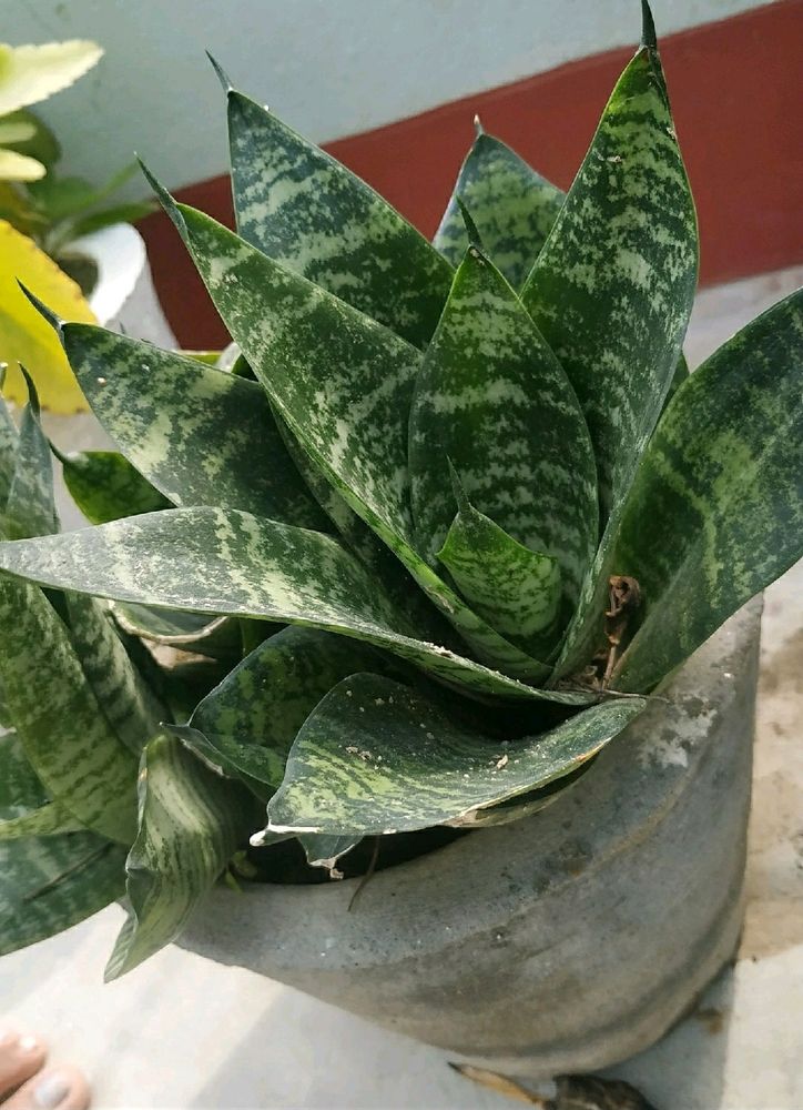 Combo (Jade Plant And Snake)